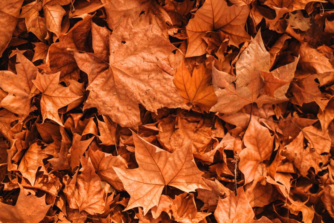 STUDENT LIFE The Best London Free Events in Autumn London Nest